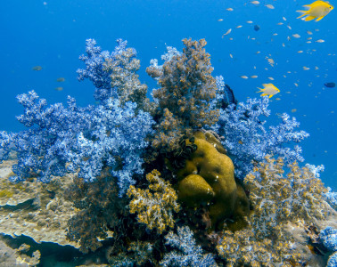 Soft purple corals of Hin Muang in the Andaman Sea