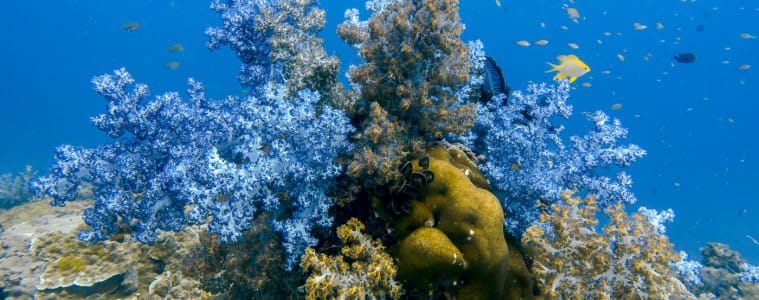 Soft purple corals of Hin Muang in the Andaman Sea