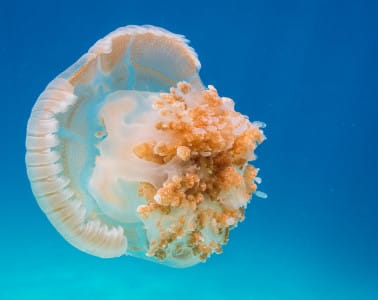 Watching the common jellyfish propel through the water at Koh Haa