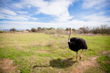 Observing the Zimbabwe Blue Ostriches on our tractor ride at Safari Ostrich Farm