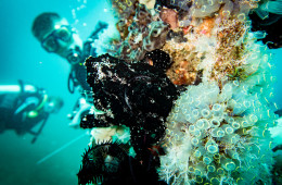 A giant speckled black frog fish on our Dauin Muck Diving