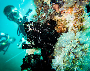 A giant speckled black frog fish on our Dauin Muck Diving