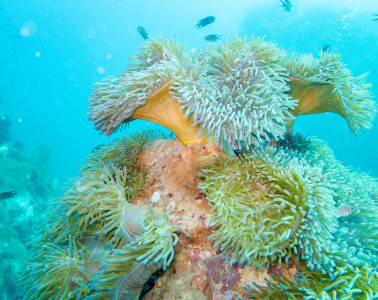 Admiring the colors of anemones at Southwest Pinnacle dive site in Koh Tao