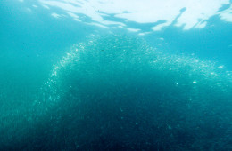 Completing the Moalboal Sardine Run while diving the Philippines