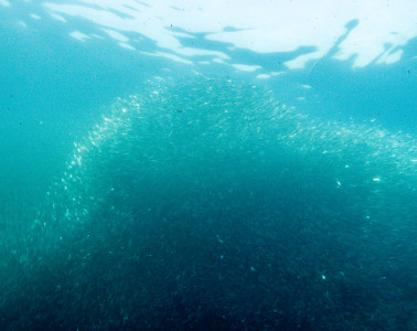 Completing the Moalboal Sardine Run while diving the Philippines