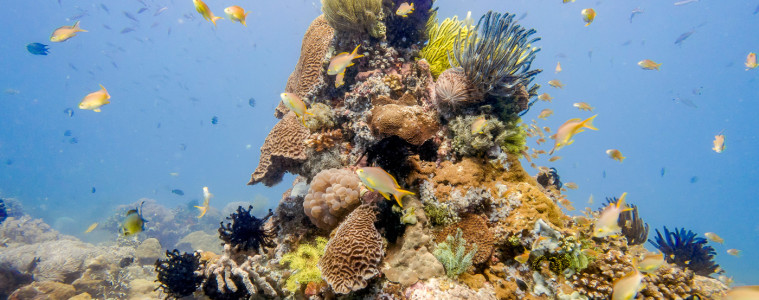 Beautiful corals of Apo Island off of Dauin in the Philippines
