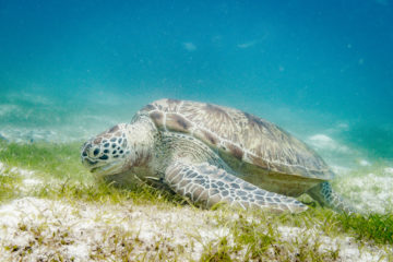 Our sea turtle identification cert for AOW at Balicasag Bohol Philippines