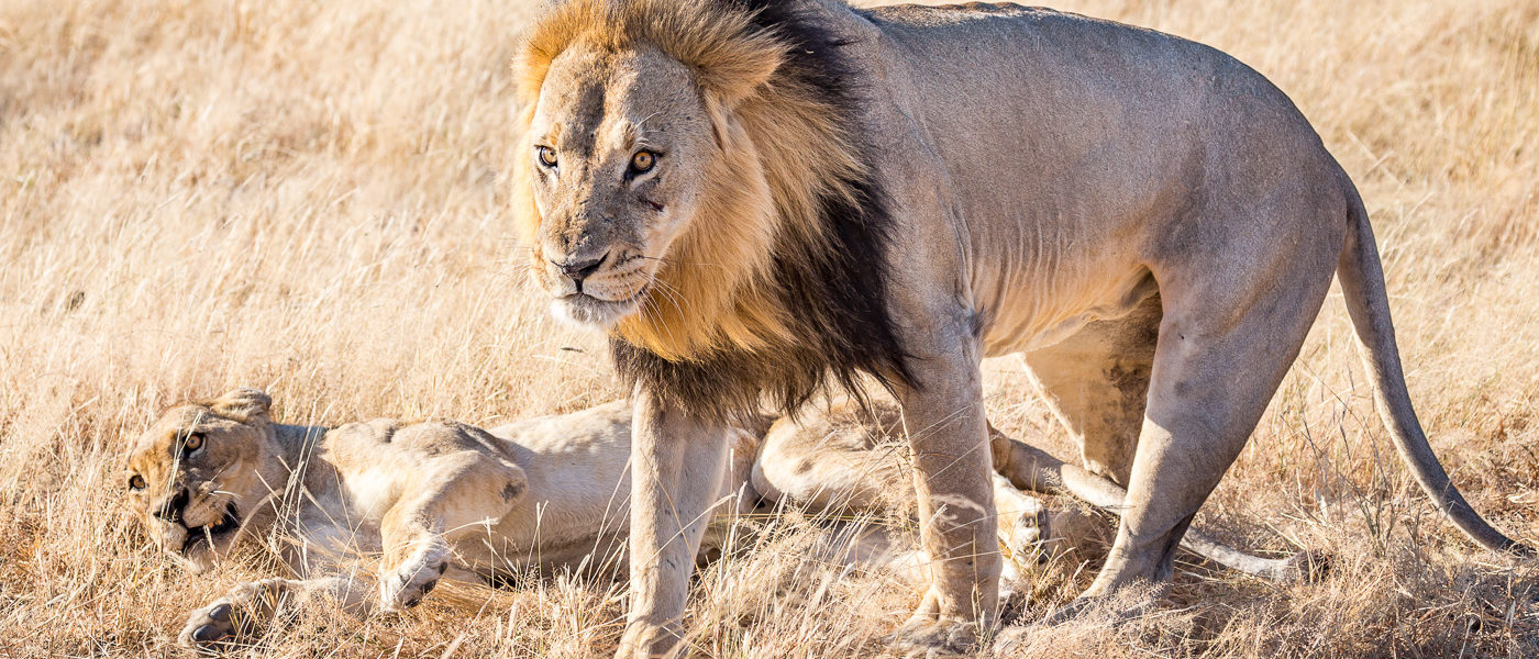 The mighty lions of Chobe National Park Savute