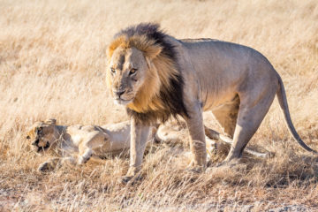 The mighty lions of Chobe National Park Savute