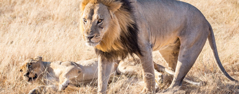 The mighty lions of Chobe National Park Savute