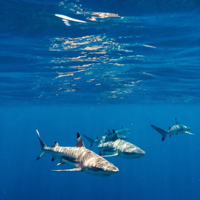 Swimming with sharks in Bora Bora.