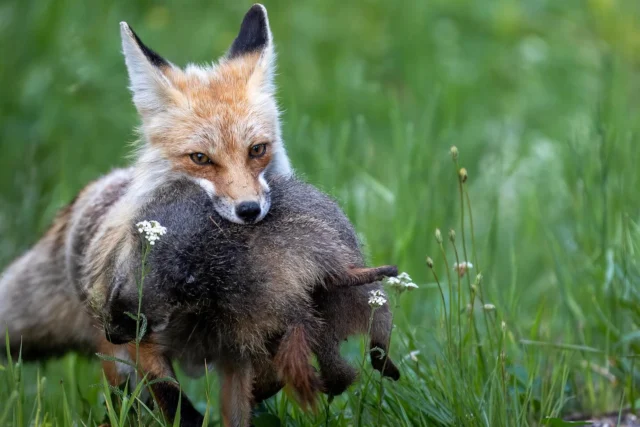 Animals.  #lamarvalley #yellowstone